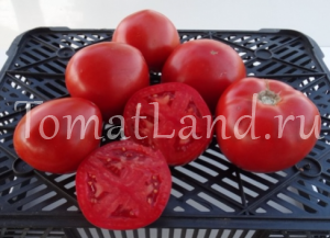 ����� ������� �������