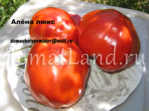 томат Алена Люкс