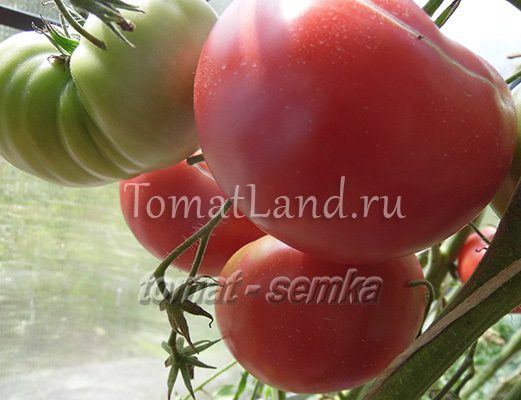 томат фальшивый эрла фото куста