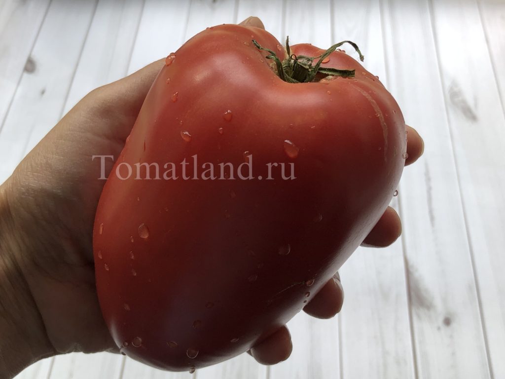 томат рабочий выпуск пасты фото отзывы